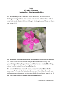 Teil85 (Tracht) Pflanzen Heidenelke Dianthus