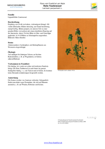 Lamium purpureum L. Rote Taubnessel - Flora