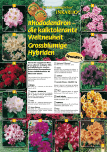 Rhododendron – die kalktolerante Weltneuheit Grossblumige