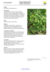 Anemone ranunculoides L. Gelbes Windr  chen