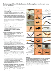 Bestimmungsschlüssel für die Insekten der Rosengallen von