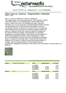 Allium cepa var. viviparum -- Etagenzwiebel, Luftzwiebel