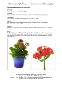 als pdf-Dokument - im Blumengeschäft Freesia in Kreischa