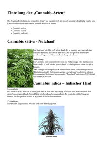 Cannabis sativa - Nutzhanf