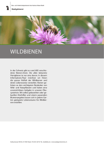 wildbienen - Stadtgärtnerei Basel