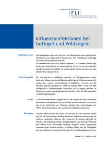 Informationen des FLI: Steckbrief Influenzainfektionen bei Geflügel