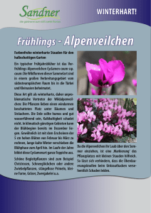 Alpenveilchen, Fruehlingsalpenveilchen – Cyclamen coum