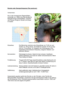 Bonobo oder Zwergschimpanse (Pan paniscus): Vorkommen: Nur in