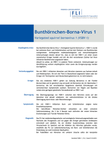 Bunthörnchen-Borna-Virus 1