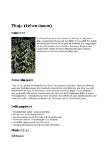 Thuja (Lebensbaum)