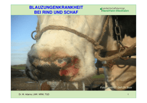 Blauzungenkrankheit - Tiergesundheitsdienst Sachsen