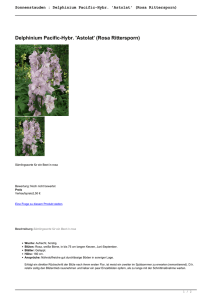 Sonnenstauden : Delphinium Pacific-Hybr. `Astolat` (Rosa Rittersporn)