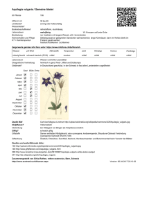 Aquilegia vulgaris / Gemeine Akelei