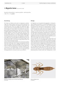 Merkblätter Arten – Libellen – Boyeria irene | BàT (1408)