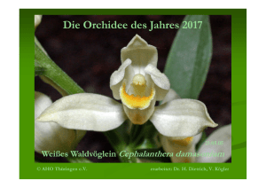 Die Orchidee des Jahres 2017