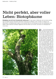 Nicht perfekt, aber voller Leben: Biotopbäume