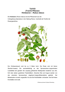 Teil103 (Tracht) Pflanzen Himbeeren – Rubus idaeus