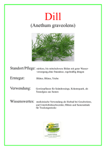 (Anethum graveolens) - Gartenbau Winklhofer