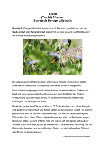 Teil70 (Tracht) Pflanzen Borretsch Borago officinalis