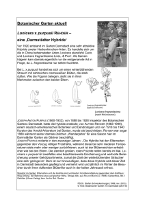 Botanischer Garten aktuell Lonicera x purpusii