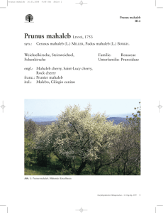 Prunus mahaleb