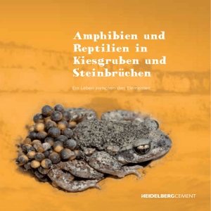 Amphibien und Reptilien in Kiesgrben und Steinbrüchen