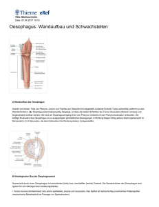 Oesophagus: Wandaufbau und Schwachstellen - eRef