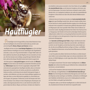 Hautflügler - Osterzgebirge.org