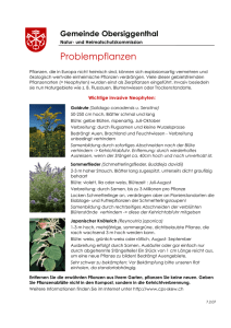 Problempflanzen - Gemeinde Obersiggenthal