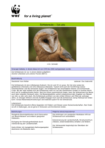 Schleiereule – Tyto alba