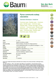 Pyrus communis subsp. caucasica