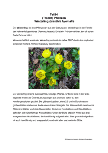 Teil94 (Tracht) Pflanzen Winterling Eranthis hyemalis