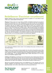 Heidelbeeren (Vaccinium corymbosum)