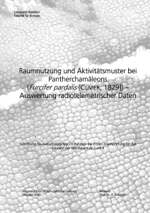 Furcifer pardalis - von Sebastian Gehring