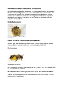 1 Arbeitsblatt 1 (Lösung): Das Aussehen der Wildbienen Die Vielfalt