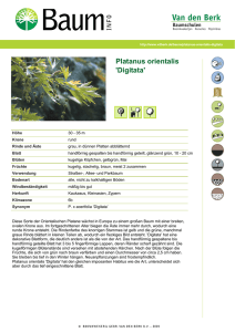 Platanus orientalis `Digitata`