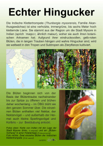 Die Indische Klettertrompete (Thunbergia mysorensis, Familie Akan