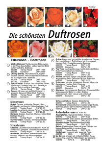 Die schönsten Duftrosen