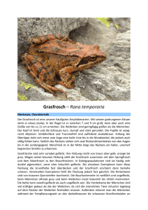 Grasfrosch – Rana temporaria