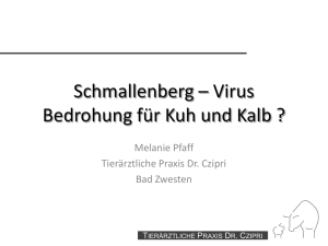 Schmallenberg – Virus Bedrohung für Kuh und Kalb