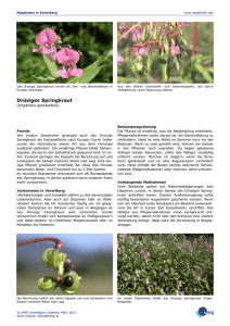 Drüsiges Springkraut - Neophyten in Vorarlberg