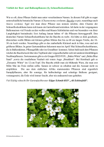 Vielfalt der Beet- und Balkonpflanzen (4), Schneeflockenblumen