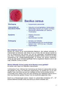 Bacillus cereus - Laves