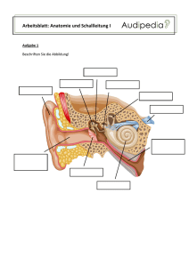 Arbeitsblatt: Anatomie und Schallleitung I
