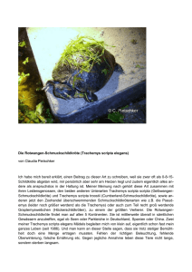 Die Rotwangen-Schmuckschildkröte (Trachemys scripta elegans