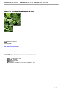Halbschattenstauden : Lepidium latifolium - Cottage