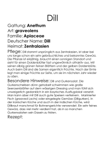 Gattung: Anethum Art: graveolens Familie: Apiaceae Deutscher