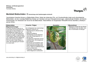 Verschiedene Ursachen können zu Blattschäden führen. Nebst den