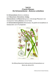 Teil112 (Tracht) Pflanzen Die Schwanenblume – Butomus umbellatus