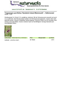 Tragopogon porrifolius `Sandwich Island Mammouth` -